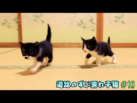 子猫達が沢山遊んで楽しく過ごせる子猫部屋作り開始！【道路のずぶ濡れ子猫 #10】(YouTube)