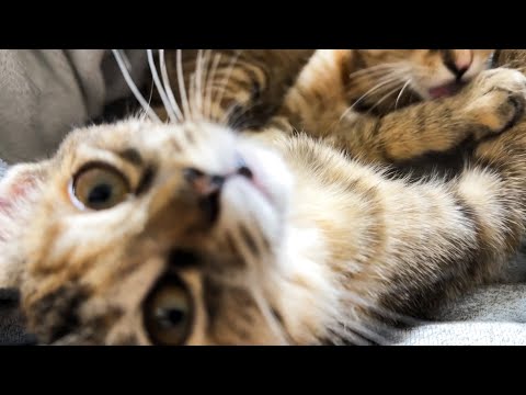 子猫と一緒に寝たら最高の癒しをいただきました。(YouTube)