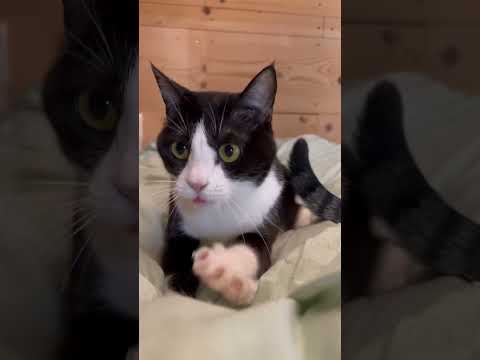 ヨダレが落ちたん見た？ #ひのき猫 #猫 #保護猫(YouTube)