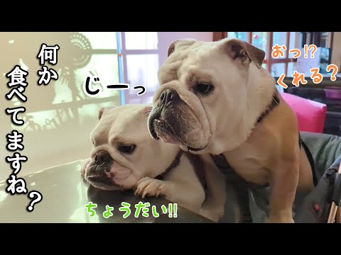【ブルドッグぶるまる＆まるこ】無言の圧力でおねだりをする【Bulldog】(YouTube)