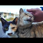 廃墟の島で路肩にバイクを停めたら通りの向こうから猫がゾロゾロ集まってきた(YouTube)