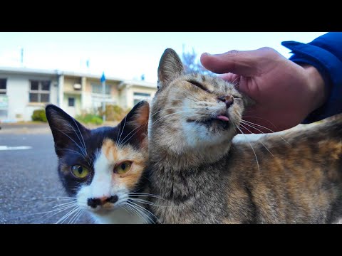 廃墟の島で路肩にバイクを停めたら通りの向こうから猫がゾロゾロ集まってきた(YouTube)