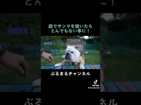 サンマ泥棒現るww #ブルドッグ #犬 #ペット #dog #サンマ(YouTube)