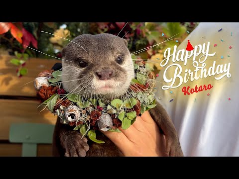 カワウソの誕生日にフレンチビストロへ連れて行ったら最高すぎた　Otter Kotaro Has Sweet 6th Birthday Party at French Bistro!(YouTube)