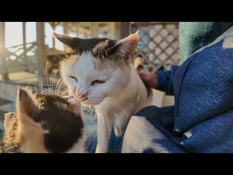 【超幸せな猫動画】走り回る子猫とそれを優しく見守る母猫(YouTube)