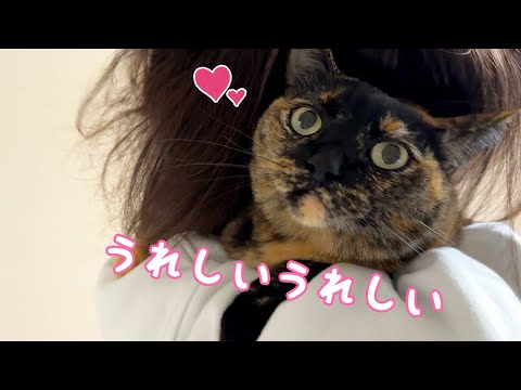 朝から全力で甘えるサビ猫が可愛すぎるので見て！(YouTube)