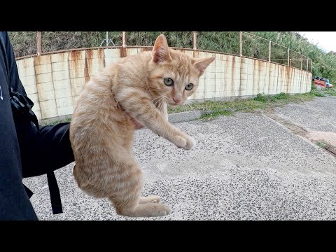 海へお出掛けした子猫が迷子になりそうなので、ママ猫の所へ送り届けた(YouTube)