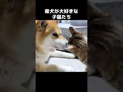 柴犬のことが大好きすぎる子猫が側から離れないです　#shorts(YouTube)