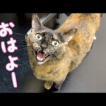 朝のルーティンが忙しい甘えん坊なサビ猫モモちゃん！(YouTube)