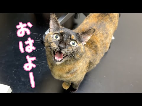 朝のルーティンが忙しい甘えん坊なサビ猫モモちゃん！(YouTube)