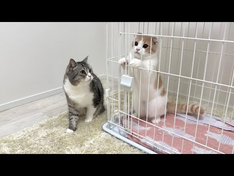 大喧嘩しちゃった猫たちを初めて隔離したらこうなっちゃいました…(YouTube)