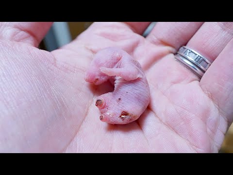 両足と尻尾が欠損したラットの赤ちゃんが産まれてきました(YouTube)