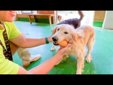 嫌いな野菜ランキング1位の野菜でも、この犬には関係ありません【きなこ】(YouTube)