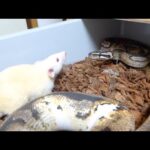 蛇の部屋に生きた巨大なラットを投入します(YouTube)