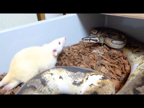 蛇の部屋に生きた巨大なラットを投入します(YouTube)
