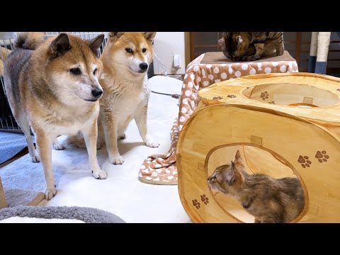 子猫の元気過ぎる行動に超後退りする柴犬(YouTube)
