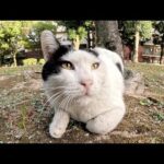 片耳がないハチワレ猫がくたびれた声で話しかけてきた(YouTube)