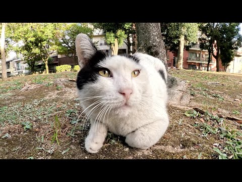 片耳がないハチワレ猫がくたびれた声で話しかけてきた(YouTube)