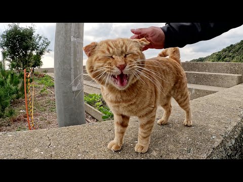 耳が折れた茶トラ猫ちゃんが可愛い声で鳴きながら近づいてきた(YouTube)
