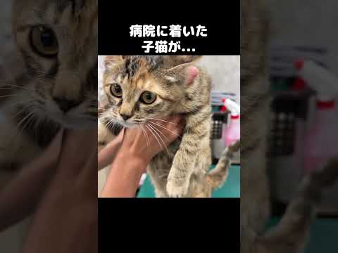 予防接種をしている時もゴロゴロと言い続ける子猫が可愛い！　#shorts(YouTube)