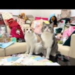 全国のファンからプレゼントが届いたら猫たちが大喜びで大変なことになりましたw(YouTube)