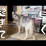 ベッドから出てこない天龍の姉に、早く起きろと一生圧をかけ続けるシベリアンハスキー(YouTube)