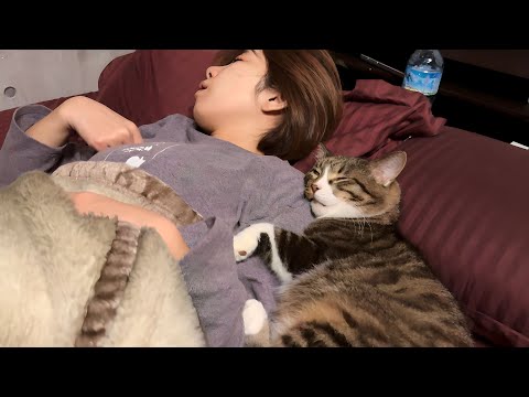 片時も離れないうちの猫が可愛すぎる件(YouTube)