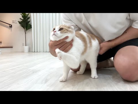生まれて初めて肛門腺絞りされたら猫が大騒ぎでこうなっちゃいました…(YouTube)