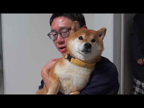 弟の誕生日会に行き祝う相手を間違える柴犬が可愛すぎる。(YouTube)