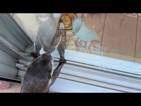 足跡スタンプを大量に作成し猫に会いに行くカワウソ Otter creating a large number of footprint stamps and going to meet the cat(YouTube)