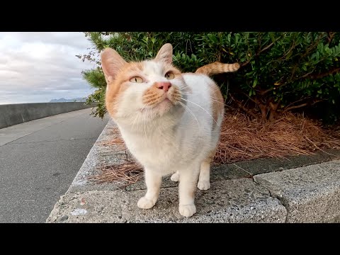 茶シロ猫をナデナデしたら上機嫌で猫ハウスに帰って行った(YouTube)