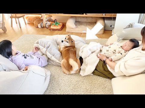 ニトリの入れるクッション買ったら争奪戦になって困ってる(YouTube)