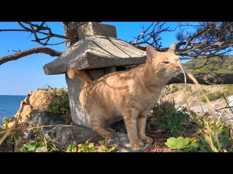 神社猫「海辺の崖っ淵に小さな祠があるから参拝に行くニャン!」(YouTube)