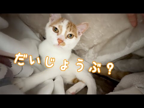 ママの体調が悪いときに寄り添ってくれる優しい子猫(YouTube)