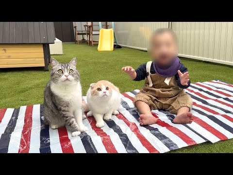 初めて赤ちゃんと猫たちが一緒にピクニックしたら大喜びでかわいすぎました笑(YouTube)