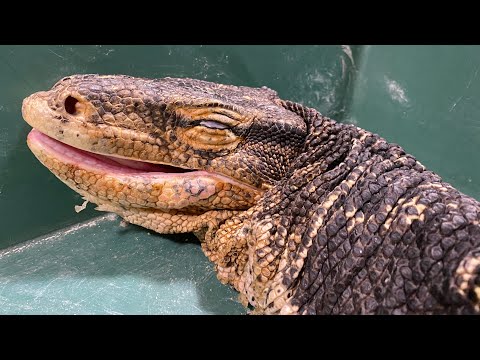 テン君の現在について(YouTube)