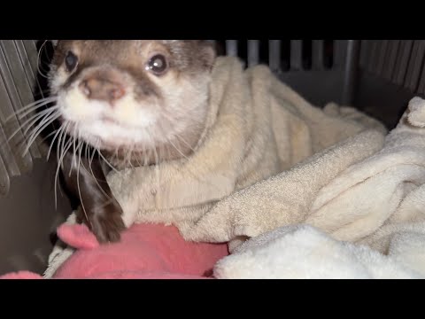 月曜から金曜までの飼い主が帰宅した時のカワウソの出迎え方！ The way the otter greets me when I come home Monday through Friday!(YouTube)