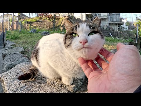 池のほとりにいたキジシロ猫がモフられやすい場所まで移動する(YouTube)