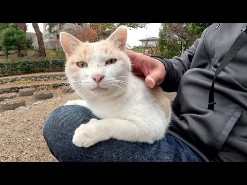 お散歩中のミルクティー猫をひざの上に誘ったら素直にのってくれた(YouTube)