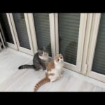 【悲報】落雷で電動シャッターが壊れて家から出られなくなりました…(YouTube)