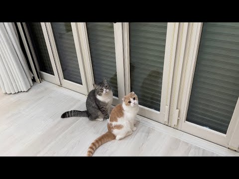 【悲報】落雷で電動シャッターが壊れて家から出られなくなりました…(YouTube)