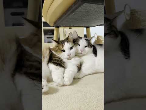 ちょっとだけ豆大福のほうが不細工かなｗ #ひのき猫 #猫 #大福にゃん(YouTube)