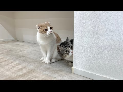 家の前の道路工事が始まったら猫たちがびっくりしてこうなっちゃいました…(YouTube)