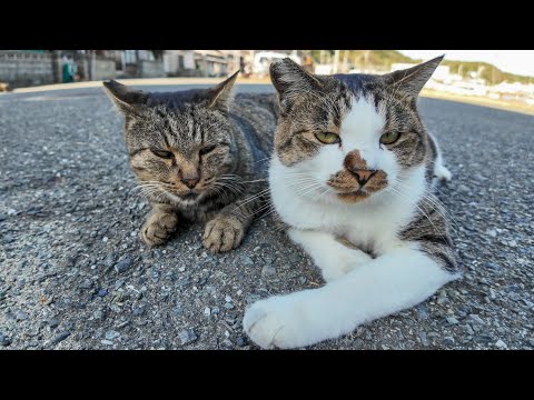 漁港近くで見かけた仲良し猫二人組(YouTube)
