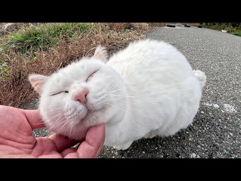 アゴの下をモフられてウットリとした表情を浮かべる白猫(YouTube)