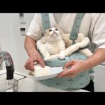 抱っこ紐を背負いながら家事してみたら甘えんぼ猫が大喜びでかわいすぎましたw(YouTube)