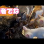 達者でな  【2023 11 29-2】(YouTube)