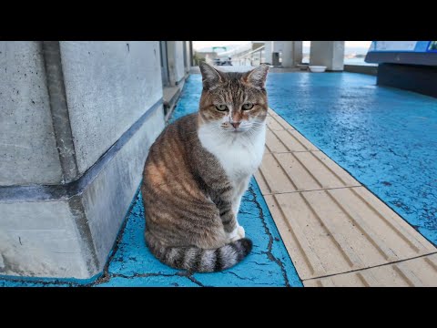 夕方の港の猫の集会(YouTube)