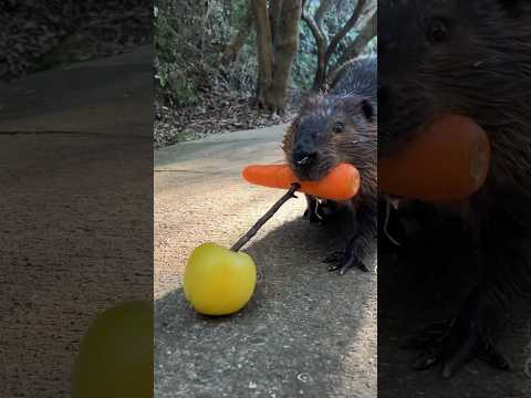 ビーバーの効率的な餌の運び方🦫#beaver#ビーバー(YouTube)
