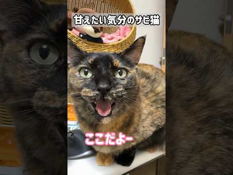 甘えたい気分のサビ猫のアピールが可愛すぎる！ #shorts(YouTube)